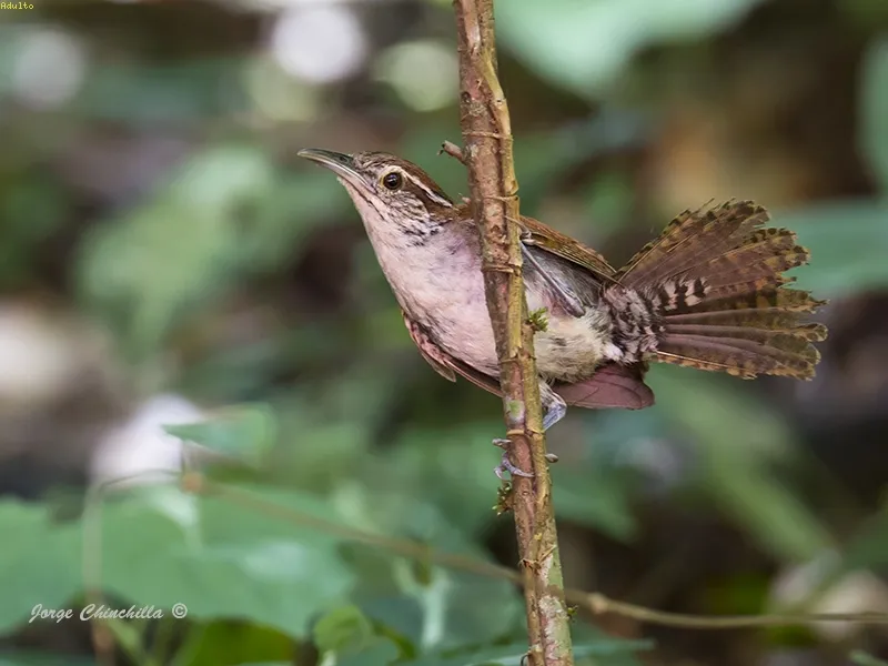 Soterre rufo y blanco